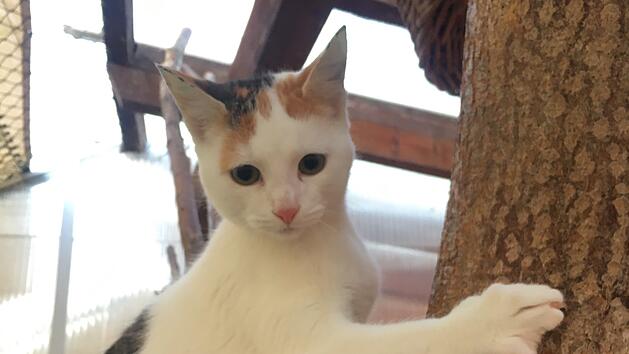 Tierheim Bamberg: Dreifarbige Katze "Violet" hatte wilden Start ins Leben