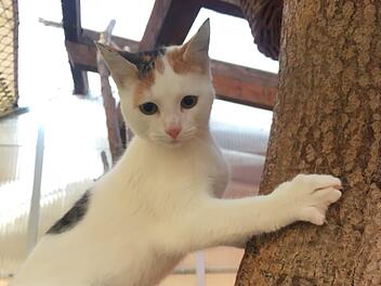 Tierheim Bamberg: Dreifarbige Katze "Violet" hatte wilden Start ins Leben