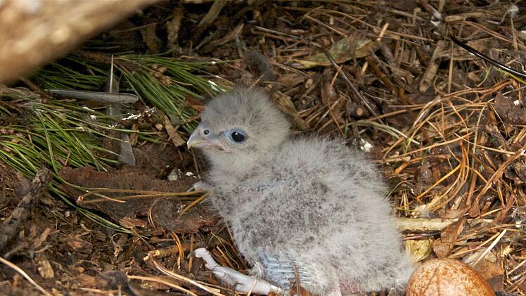 Neuseelandfalke zum Vogel des Jahres gewählt