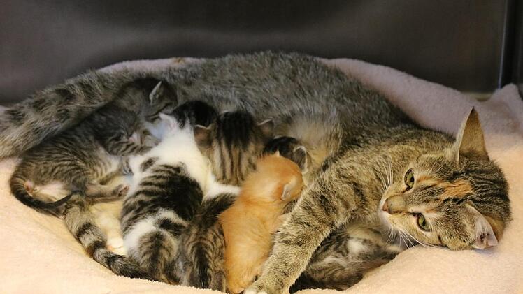 Gleich mehrere Katzen haben im Tierheim Nachwuchs bekommen. Kurz zuvor waren sie als Fundkatzen abgegeben worden. Mal wieder quilt das Tierheim über. Leiterin Ursula Boehm ist verzweifelt. Thomas Malz