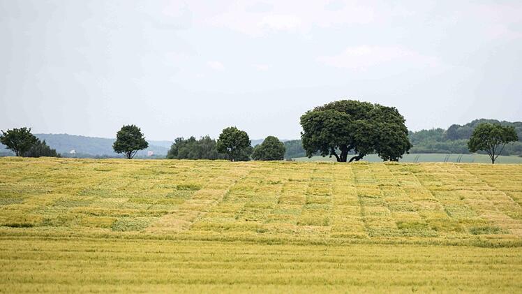 Foto: Saatzucht Breun