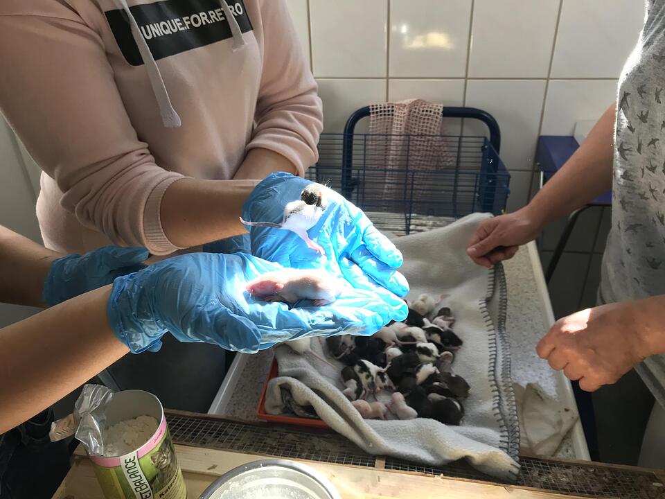Illegaler Tiertransport mit mehr als 7000 Tieren gestoppt