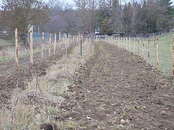 In mehreren Reihen werden die Sträucher zu einer dichten Hecke wachsen.Rainer Lutz