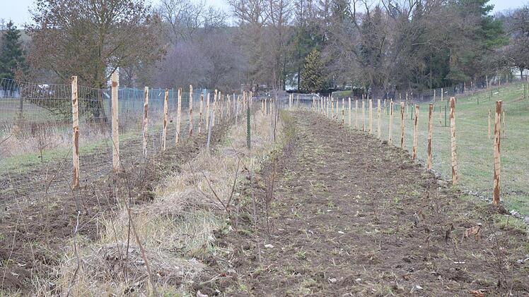 In mehreren Reihen werden die Sträucher zu einer dichten Hecke wachsen.Rainer Lutz
