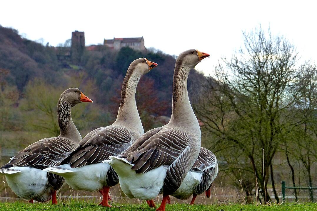 Die schönsten Frühlingsfotos aus Bad Kissingen und Umgebung