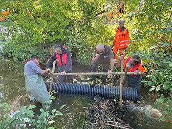Bamberg: Wegen Biberaktivitäten - Stadt ergreift besondere Maßnahmen Bamberg: Wegen Biberaktivitäten - Stadt ergreift besondere Maßnahmen