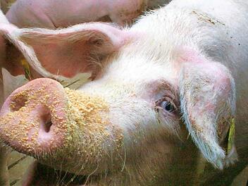 Die Egloffsteiner Stammtischfreunde wollen bald einem Schwein an den Hals.  Foto: Hofbauer
