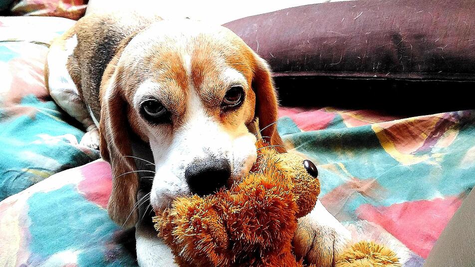 freilaufender hund läuft vors fahrrad und verletzt sich
