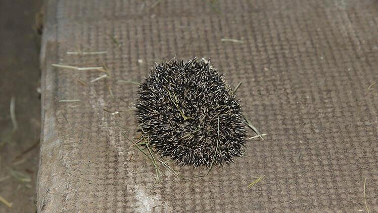 Fühlen sich die Igel gestört, rollen sie sich ein und knurren. Foto: Melina-Maria Münchow