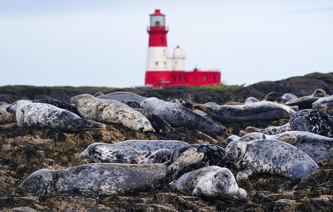 Robben auf den Farne-Inseln