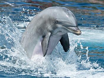 Auch Delphine sollen zum Teil homosexuelle Neigungen besitzen. Symbolbild, Foto: Daniel Karmann/dpa