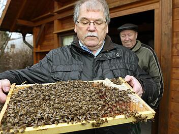 Karl-Heinz Übelacker zeigt einige der Bienen, die unter dem Befall der Varroamilbe leiden.  Fotos: Matthias Hoch