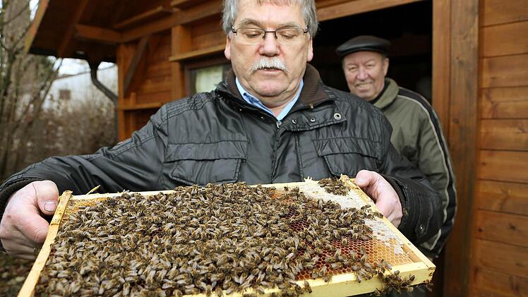 Karl-Heinz Übelacker zeigt einige der Bienen, die unter dem Befall der Varroamilbe leiden.  Fotos: Matthias Hoch