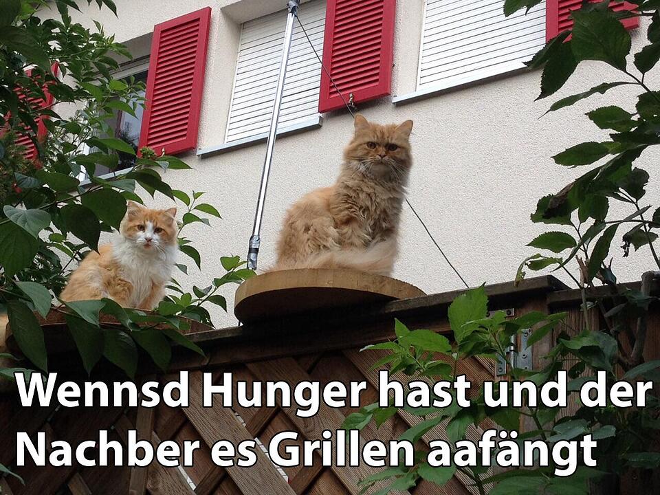 29 fränkische Katzen, die dich verstehen