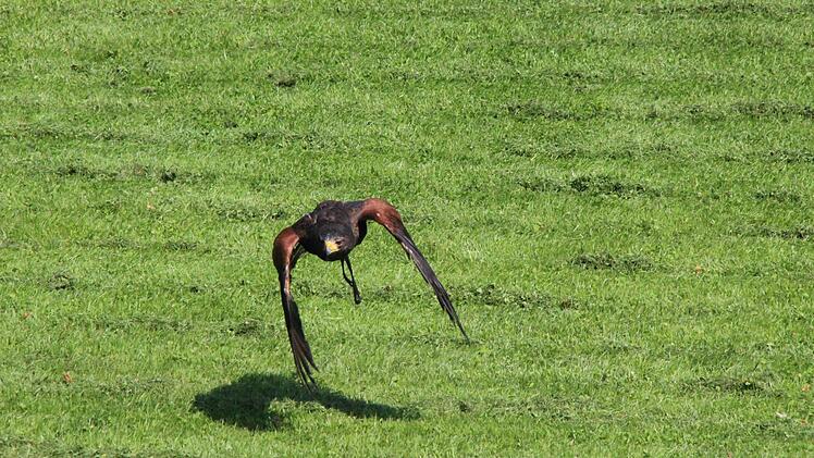 Wüstenbussard im Flug.