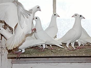 Die weißen Tauben von Frank Schelhorn kommen bei Hochzeiten zum Einsatz. Foto: Helmut Will