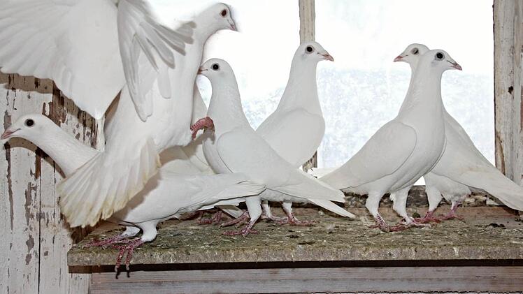 Die weißen Tauben von Frank Schelhorn kommen bei Hochzeiten zum Einsatz. Foto: Helmut Will