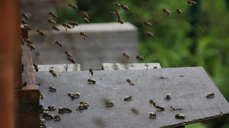 Die Bienen im Anflug vor dem Kasten  Foto: Friedwald Schedel