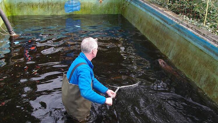Tierarzt und Biber-Jäger: Joachim Lessing rettete den Biber mit einem Kescher vor dem Ertrinken. Fotos: Tierschutzverein Coburg