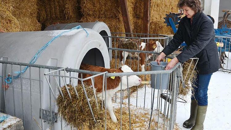 Schon früh am Morgen beginnt der Arbeitstag für Rosa Zehnter mit dem Melken der Kühe und dem Tränken der Kälber. Die beiden Kälber Ulrike (vorne) und Tina, sind gerade zwei und drei Wochen alt. Foto: K.-H. Hofmann