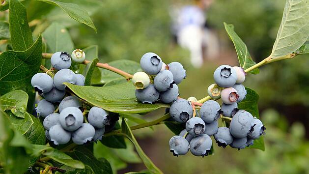 Ob Heidel- oder Himbeeren, beide bevorzugen einen sauren Boden, um wachsen zu können. Bild: Maurizio Gambarini/dpa