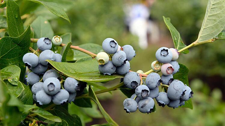 Ob Heidel- oder Himbeeren, beide bevorzugen einen sauren Boden, um wachsen zu können. Bild: Maurizio Gambarini/dpa