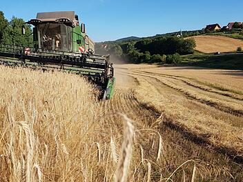 Wolfgang Kettler mit seinem Fendt-Mähdrescher im Ernteeinsatz unweit des Steinert bei Jesserndorf, wo die Gerste goldgelb gereift ist. Foto: Eckehard Kiesewetter