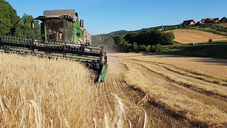 Wolfgang Kettler mit seinem Fendt-Mähdrescher im Ernteeinsatz unweit des Steinert bei Jesserndorf, wo die Gerste goldgelb gereift ist. Foto: Eckehard Kiesewetter