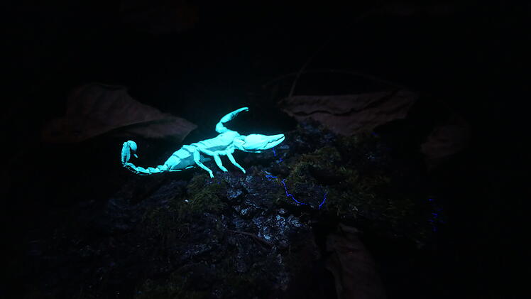 "Sendung mit der Maus" im Tiergarten Nürnberg: Kindersendung-Sonderausgabe in Franken