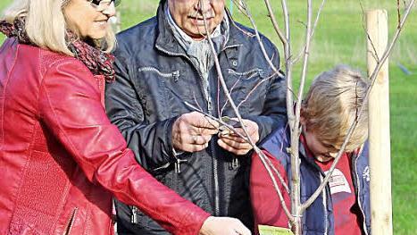 Bürgermeister Wolfgang Beiergrößlein pflanzt für seinen zehnjährigen Sohn Jannik einen Pflaumenbaum. Foto: Mariell Dörrschmidt