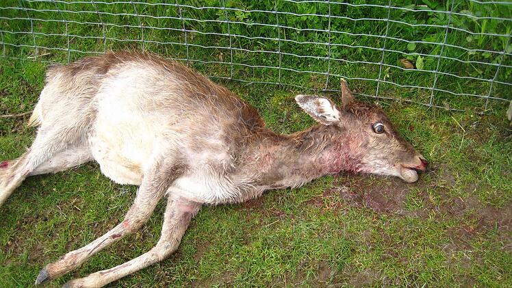 Dieses Reh war nicht das einzige, das in der Nach zum Mittwoch einem Angreifer zum Opfer fiel. Foto: Sautter
