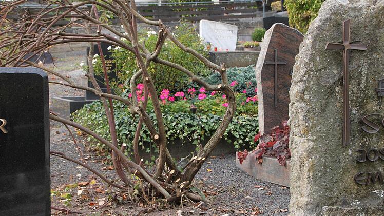 Einige Stadträte bemängeln, eine externe Firma habe die Sträucher nicht fachgerecht geschnitten. Foto: Ulrike Müller