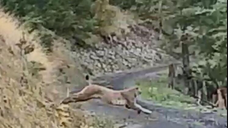 Der Screenshot aus einem Video lässt keinen Zweifel daran, wer da  über die Straße springt. Foto: privat