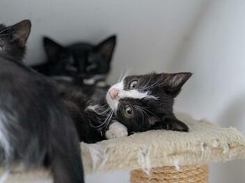 Die Kinder von verwilderten Hauskatzen werden schnell zahm und können ein ganz normales Leben beim Menschen führen.  Foto: Adriane Lochner