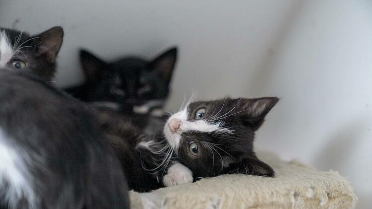Die Kinder von verwilderten Hauskatzen werden schnell zahm und können ein ganz normales Leben beim Menschen führen.  Foto: Adriane Lochner