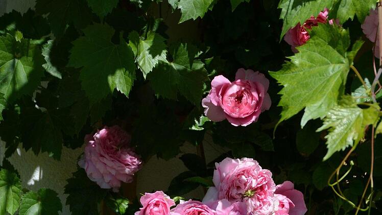 Impressionen aus dem Garten Michaelis in Schirradorf Foto: Dagmar Besand