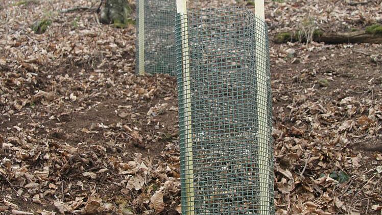In Reih und Gliedstehen auf der Theresienhöhe jetzt hundert Eiben. Die von den Walddorfkindern gepflanzten Bäume brauchen hunderte von Jahren bis sie groß sind.