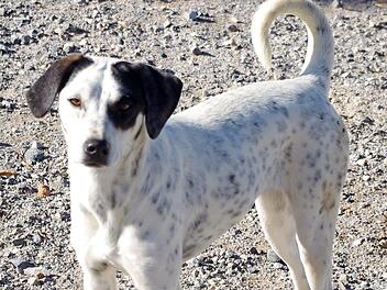 Die Hündin Mocosa sehnt sich nach einem Zuhause. Foto: Tierschutzverein
