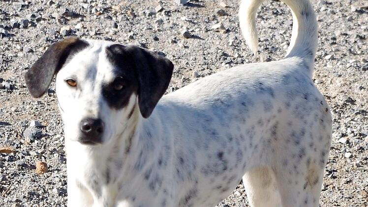 Die Hündin Mocosa sehnt sich nach einem Zuhause. Foto: Tierschutzverein