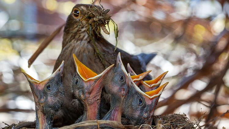 &laquo;Auf jeden Fall geh&ouml;rt das Wort Unkraut gestrichen&raquo;