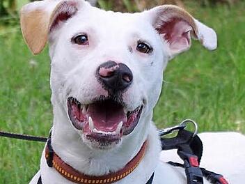 Dalis Nase hat die Form eines Herzens. Der Podencomix ist im Oktober 2015 geboren und 52 Zentimeter gro&szlig;.  Foto: Tierheim Kronach