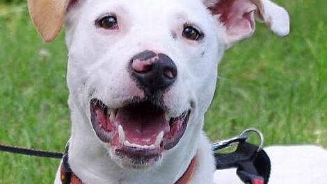 Dalis Nase hat die Form eines Herzens. Der Podencomix ist im Oktober 2015 geboren und 52 Zentimeter gro&szlig;.  Foto: Tierheim Kronach