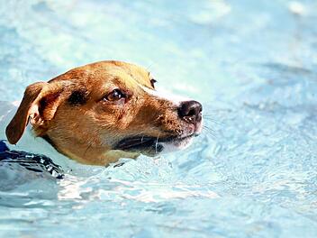 Zum Ende der Freibadsaison fanden um die 450 Hunde und mehr als dreimal soviele menschliche Besucher den Weg ins Bayreuther Kreuzsteinbad. Foto: Ochsenfoto.de / Stadtwerke Bayreuth