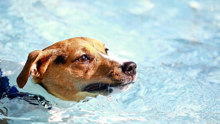 Zum Ende der Freibadsaison fanden um die 450 Hunde und mehr als dreimal soviele menschliche Besucher den Weg ins Bayreuther Kreuzsteinbad. Foto: Ochsenfoto.de / Stadtwerke Bayreuth