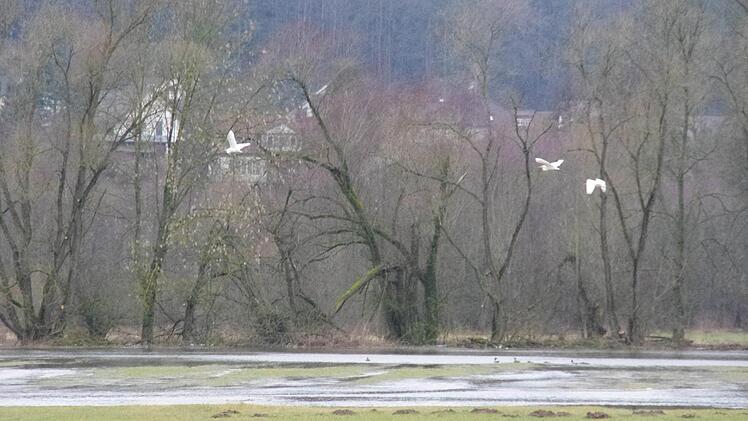 Wasservögel fühlen sich auf den überschwemmten Wiesen wohl. Foto: Marco Meißner
