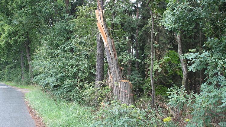 Eine "Baumleiche", wie Gaby Mayer-Hoffmann sie nennt.