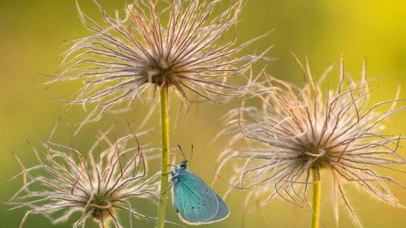 Aufnahme des Oberelsbacher Naturfotografen. Wolfgang Omert