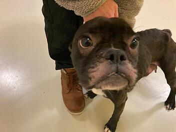 Tierheim Nürnberg: Hündin "Uschi" in letzter Sekunde gerettet - Französische Bulldogge braucht Menschen