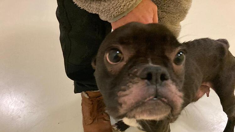 ierheim Nürnberg: Hündin "Uschi" in letzter Sekunde gerettet - französische Bulldogge braucht Menschen