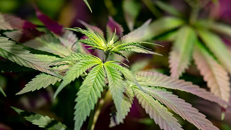 Cannabis-Legalisierung in Deutschland: Ampel will diese Höchstmenge festlegen